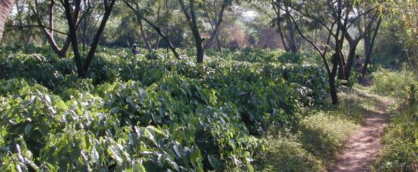 Production de café Robusta en agroforesterie en Ouganda (région de Mukono). © F. Pinard, Cirad